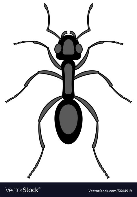 Ant Royalty Free Vector Image - VectorStock