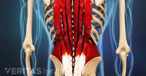 Muscles In Lower Back And Hip : Pin on Sciatica : Practically all muscles in this group have the ...