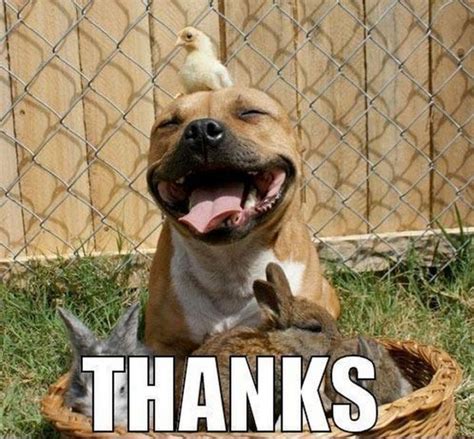 101 Funny Thank You Memes to Say Thanks for a Job Well Done | Pitbulls, Pitbull dog, Animals