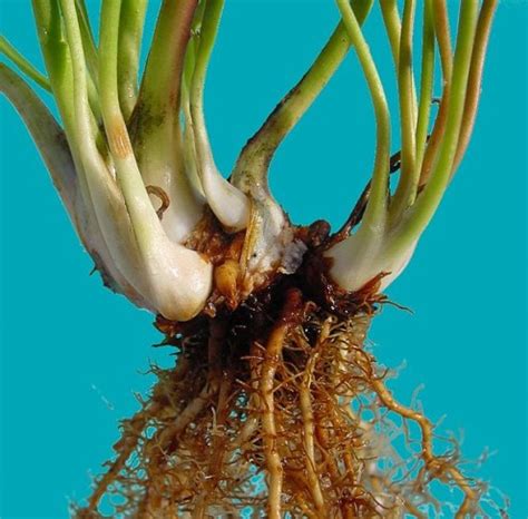 What are Examples of Rhizomes? | hubpages