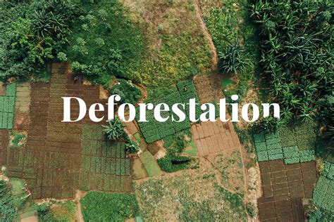 Deforestation in Nigeria: causes, effects, and solutions