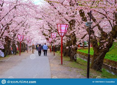 Full Bloom Sakura - Cherry Blossom at Hirosaki Park, Japan Editorial ...