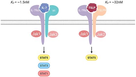 Frontiers | Interleukin-7 Receptor Alpha in Innate Lymphoid Cells: More Than a Marker