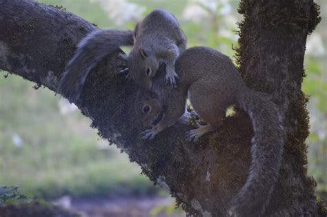 Annabanana: Squirrel Play