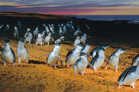 Penguin parade attracts 770,000 people online