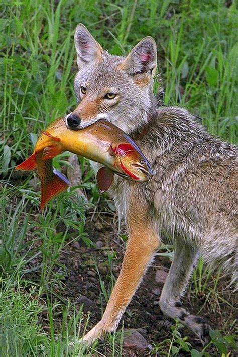 40 best images about =:> Fox & Prey on Pinterest | Dinner, In pictures and Silver foxes