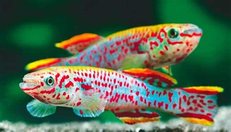 Peces De Agua Dulce. 12 Especies Coloridas Para Tener En Tu Acuario