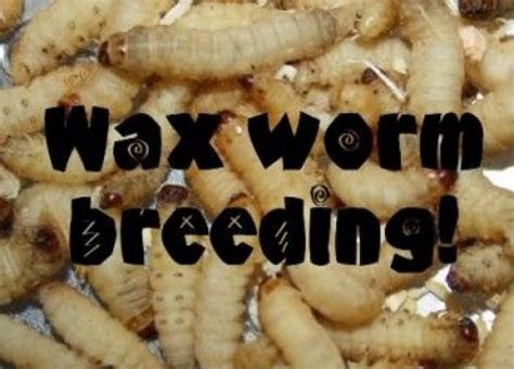 Learn how to breed waxworms with these few easy steps. Breeding ...