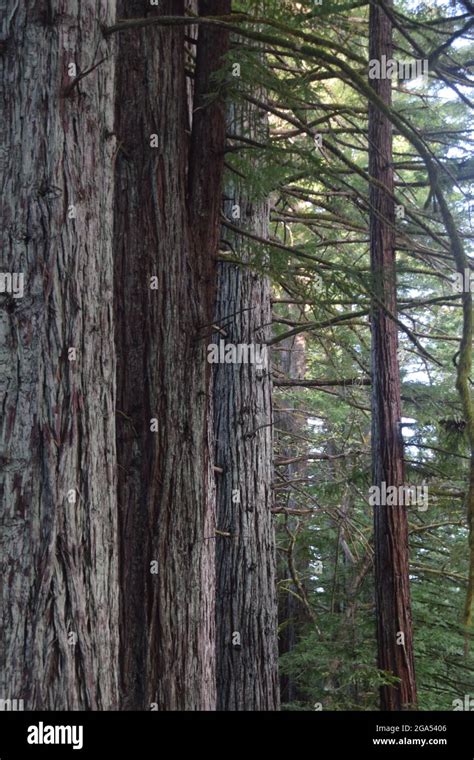 A redwood forest in California Stock Photo - Alamy