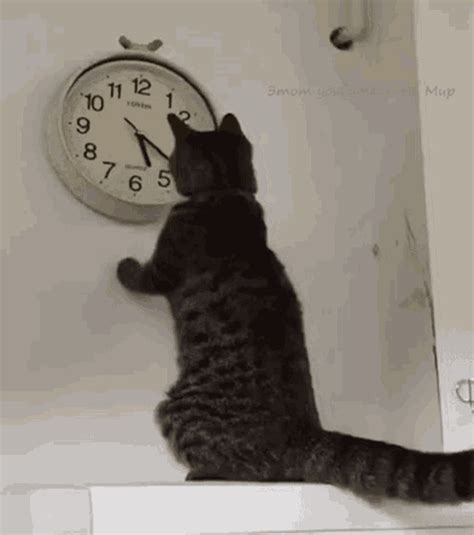 Watching Time GIFs | Tenor