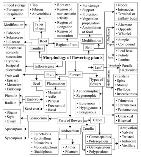 NCERT Solutions for Class 11 Biology Chapter 5 "Morphology Of Flowering ...