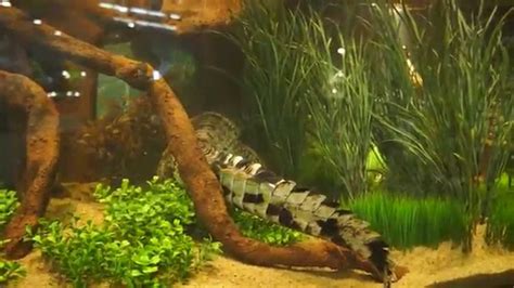 Freshwater Crocodile Enclosure - YouTube