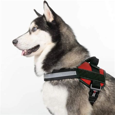 No Pull Dog Harness (Assorted Colours and Sizes) – Paws Cafe Online Pet ...