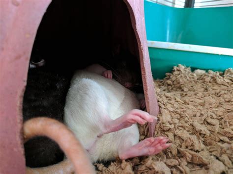 Rat feet are my favorite 💜 : r/RATS