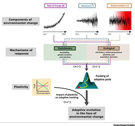 Plasticity’s role in adaptive evolution depends on environmental change components: Trends in ...