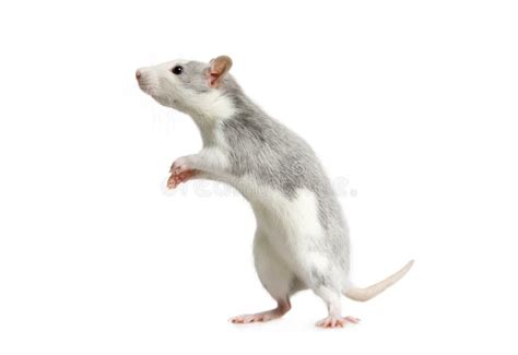 Little Cute Rat Standing On His Hind Legs Stock Photo - Image of background, studio: 170384800