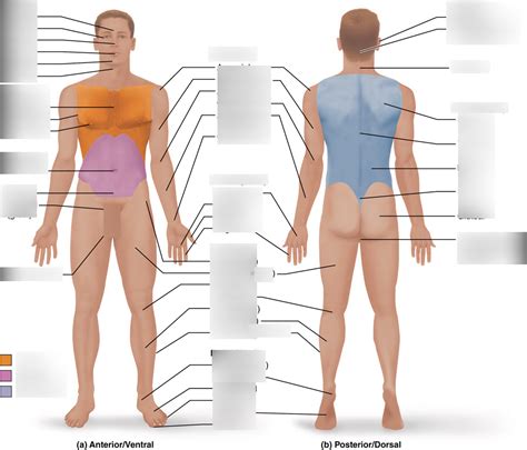 CH1 - External Anatomy Diagram | Quizlet