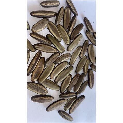 Delonix Regia Seeds, Packaging Type: HDPE Bag, 1 Kg, Rs 200 /kg | ID ...