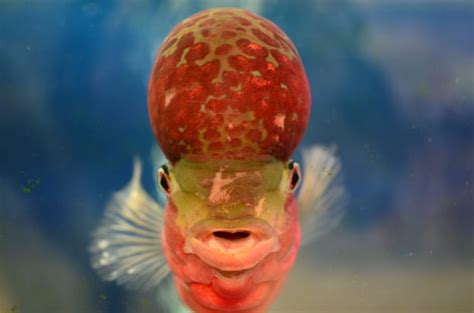 Flowerhorn Fish Archives - Seatech Aquariums