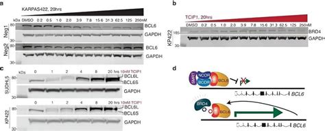 Scientists engineer cooperation in cancer cells to activate apoptosis mechanisms