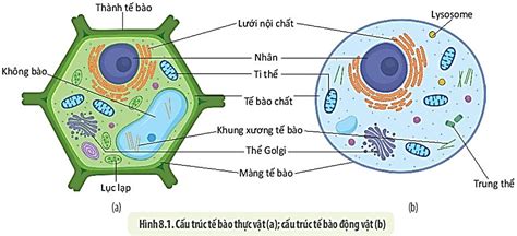 Chia sẻ hơn 77 về mô hình không bào hay nhất - Tin học Đông Hòa