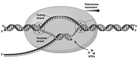 DNA Template Strand | Coding Strand vs. Template Strand - Video & Lesson Transcript | Study.com