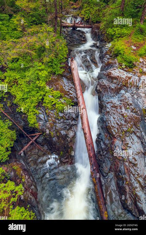 Alaska Brown Bear Stock Photo - Alamy