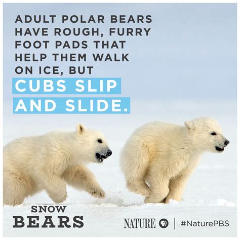 Animal Adaptations: Polar Bear Paws | PBS LearningMedia | Polar bear ...