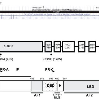 Location and structure of the human progesterone receptor A) Location... | Download Scientific ...