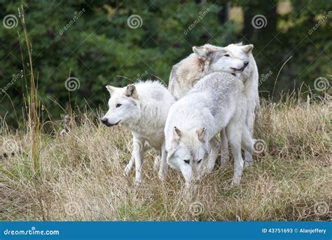 Pack of Grey Wolves stock image. Image of carnivorous - 43751693