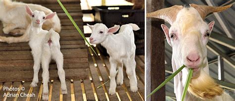 The Saanen Dairy Goat Farm, a hidden gem to visit in Balik Pulau