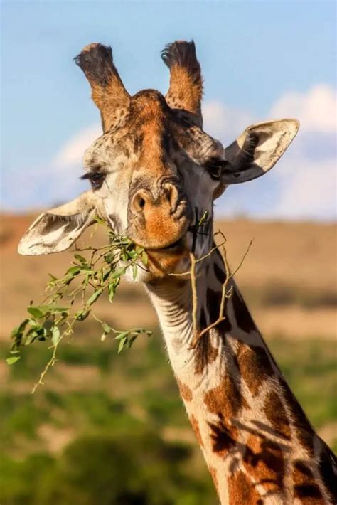 What Do Giraffes Eat: The Diet Of Giraffes