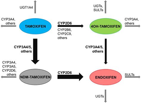 Main human biotransformation routes of tamoxifen. Tamoxifen is mainly ...