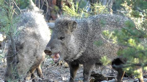 Minute Out In It: Javelinas Eating Cactus - YouTube