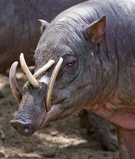 If the Babirusa did not grind down its tusks, they would grow to the ...