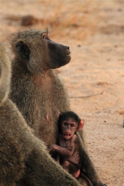 Samburu Animals – Samburu National Reserve