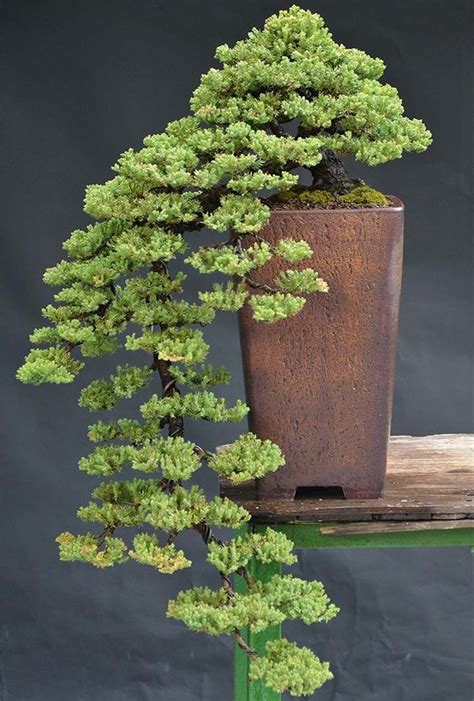 20 Brilliant Bonsai Trees You Have to See | Nature - BabaMail