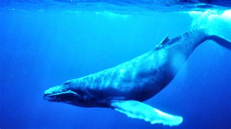 Humpback Whale - Whales Photo (5782324) - Fanpop