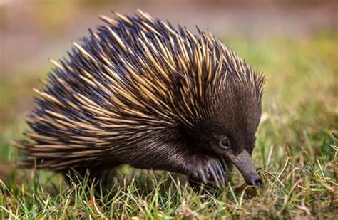 Echidna - Description, Habitat, Image, Diet, and Interesting Facts