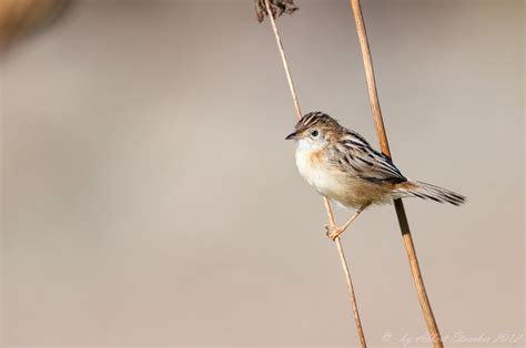 Zitting Cisticola - BirdLife Cyprus