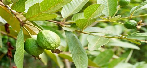 Top 10 Health Benefits of Guava Leaves and Fruits – Wealth Result