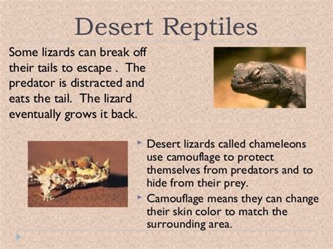 Desert animal adaptations