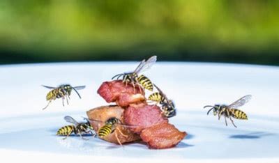 Best Wasp and Hornet Traps [Updated for 2019] Effective Wasp Traps