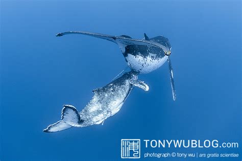 Photographs of Humpback Whales in Tonga 2016