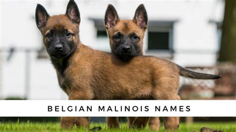 Belgian Malinois Names {Male + Female}