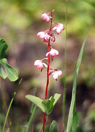 Pyrola - Wikipedia