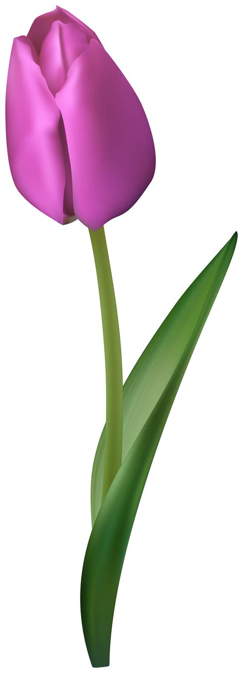 Free Cliparts Purple Tulips, Download Free Cliparts Purple Tulips png ...