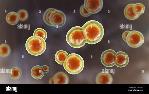 Blastomyces fungus, illustration Stock Photo - Alamy