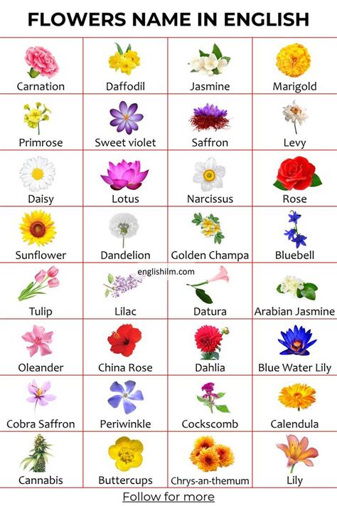 Learn 33 Flowers Name in English with Pictures