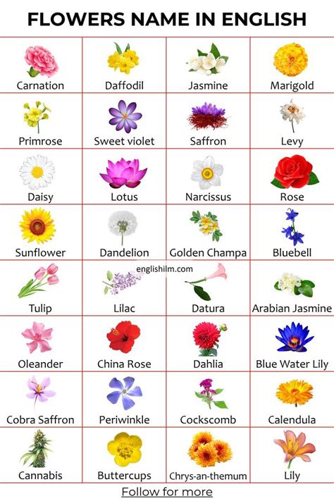 33 Flowers Name in English with Images | Flowers Picture Vocabulary in ...